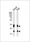 CD74 Antibody